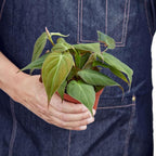 Philodendron Velvet Live Plant for Indoor | Different Houseplants in 4'' & 6'' Pot | Real House Plant for Living Room, Office, Desk & Bathroom | Micans Heart-Leaf