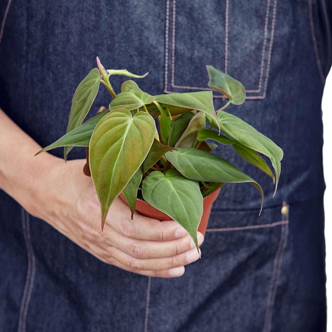 Philodendron Velvet Live Plant for Indoor | Different Houseplants in 4'' & 6'' Pot | Real House Plant for Living Room, Office, Desk & Bathroom | Micans Heart-Leaf