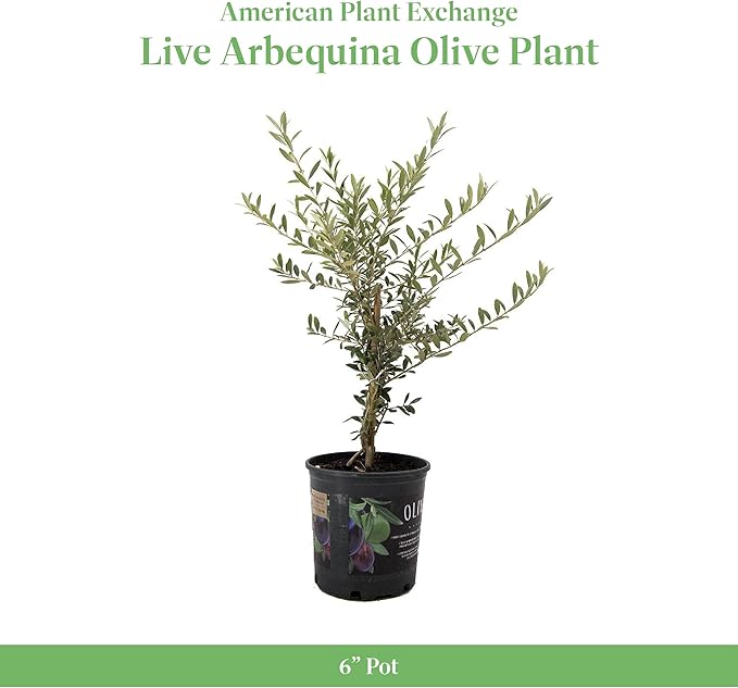 American Plant Exchange Arbequina Olive Tree – Live 6-Inch Pot, Fruit Bearing Tree, Cold Hardy Edible Variety for Containers, Patios, and Mediterranean-Inspired Gardens