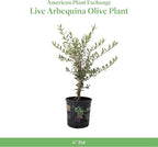 American Plant Exchange Arbequina Olive Tree – Live 6-Inch Pot, Fruit Bearing Tree, Cold Hardy Edible Variety for Containers, Patios, and Mediterranean-Inspired Gardens