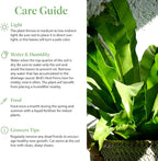 American Plant Exchange Bird’s Nest Fern – 6-Inch Pot – Live Easy Care Indoor Houseplant, Air-Purifying, Pet-Friendly Tropical Plant for Bathrooms, Bedrooms & Home or Office Décor