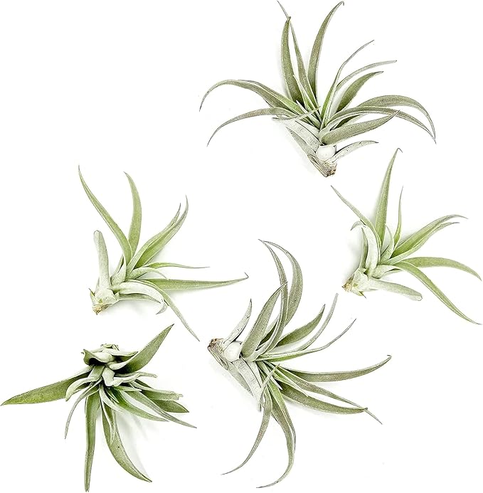 ragnaroc Air Plants - Flowering Tillandsia Harrisii, Large 3-5" - 5ct - Live Arrival Guaranteed - House Plants for Home Decor & Gift