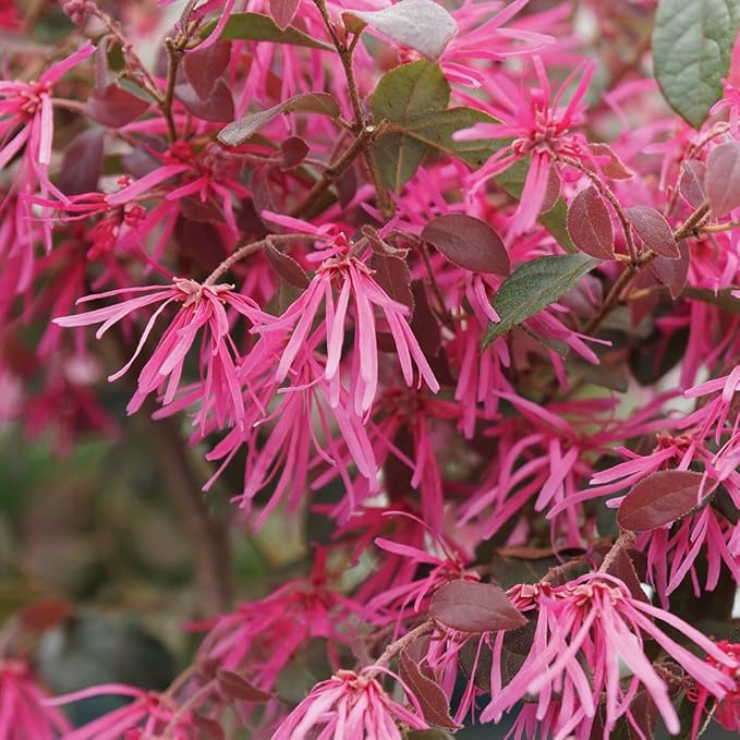 brussel's BONSAI Live Fringe Flower Outdoor Bonsai Tree - 3 Years Old; 8 to 12" Tall with Decorative Container"