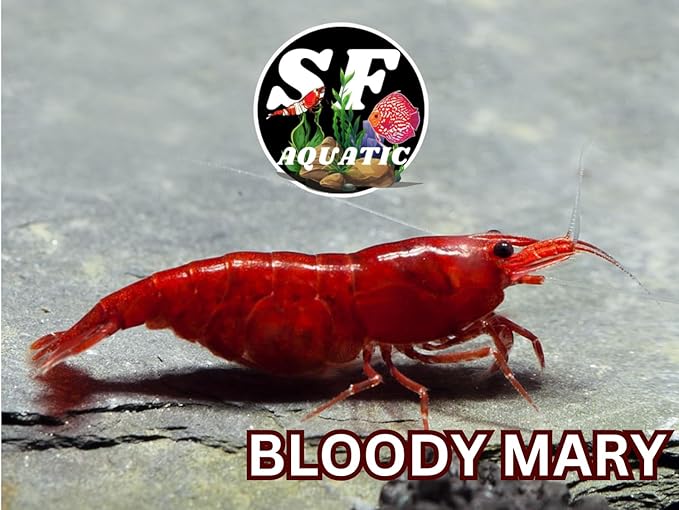 SF Aquatic™ Choose Your Favorite Color High Grade Neocaridina Live Freshwater Aquarium Shrimps Fully Mature Breeding Age. Live Arrival Guarantee. (Bloody Mary, 20 Shrimps)