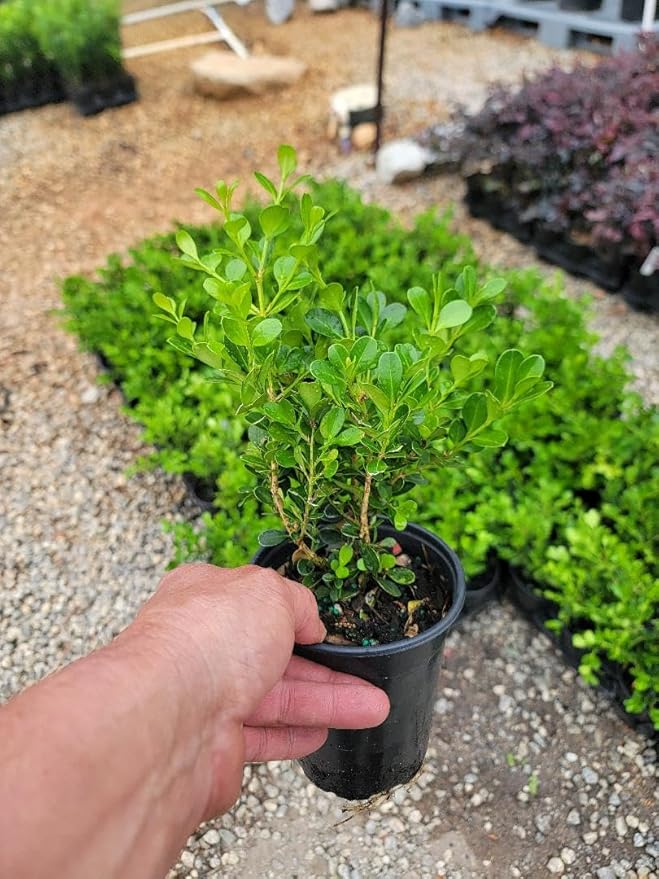 Little Missy Dwarf Boxwood (Buxus) - Live Plant - (1 QT)