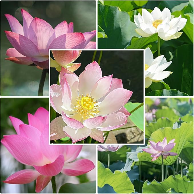Groundio 10Pcs Lotus Flower Seeds, Non-GMO, Pre-Cut High Germination Bowl Lotus Seed, Premium Aquatic Plants for Ponds & Bonsai (Pink/Red/Green)