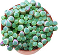 Sprout N Green Baby Toes | Fenestraria rhopalophylla, Live Succulent Fully Rooted in 4 inch Nursery Pot, House Plant Home Office Wedding Decoration DIY Projects Party Favor Baby Shower