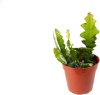 Zig Zag Cactus - 4" from California Tropicals