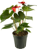 American Plant Exchange Live Anthurium with Red Blooms, Flamingo Flower, Laceleaf, Plant Pot for Home and Garden Decor, 6" Pot