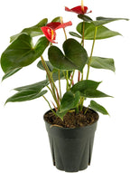 American Plant Exchange Live Anthurium with Red Blooms, Flamingo Flower, Laceleaf, Plant Pot for Home and Garden Decor, 6" Pot