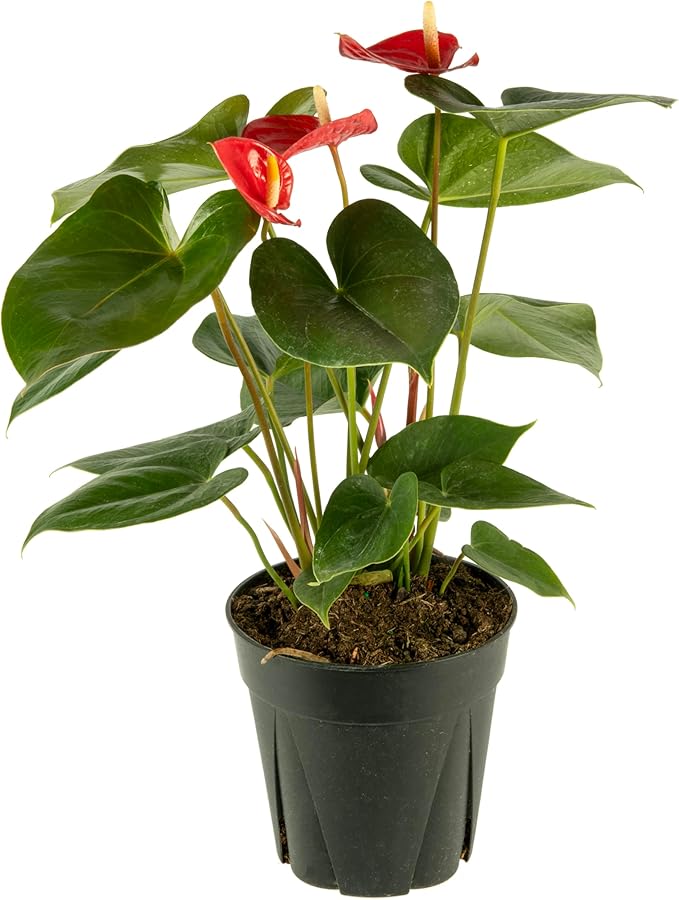 American Plant Exchange Live Anthurium with Red Blooms, Flamingo Flower, Laceleaf, Plant Pot for Home and Garden Decor, 6" Pot