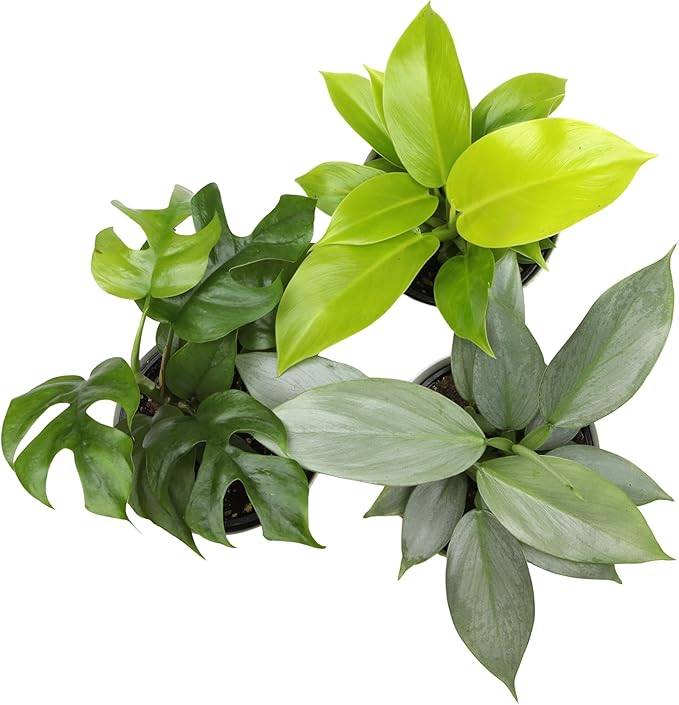 Live Philodendron Houseplants (3PK) Indoor Houseplant Philodendrons Mix Pack, Real Indoor Plants for Beginners, Rotating Assortment, Easy Plant Care