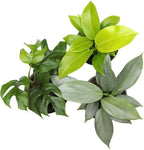Live Philodendron Houseplants (3PK) Indoor Houseplant Philodendrons Mix Pack, Real Indoor Plants for Beginners, Rotating Assortment, Easy Plant Care