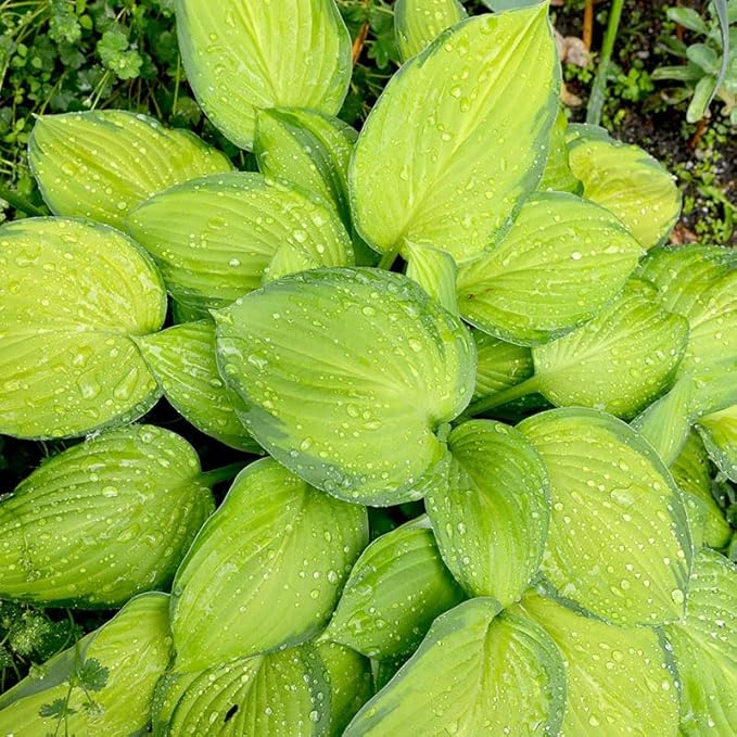Stained Glass Hosta Flower Root - Grows Great in Shade - Attracts Butterflies and Hummingbirds - Grows Well in Containers - Naturalizing - Perennializing - Easy to Grow Live Plants - Outdoor Garden