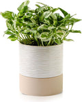 Nihow Self Watering Plant Pot: 6 Inch Ceramic Planter with Drainage Hole & Water Storage Plus for Indoor & Outdoor Plants - Cylinder Round Flower Pot for Succulent/Herbs/Violets - Cream White & Brown