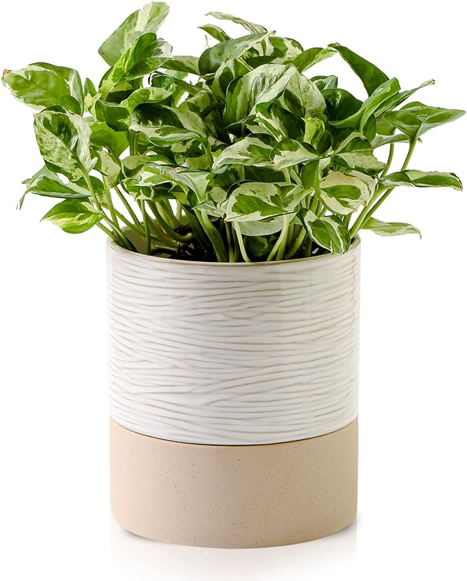 Nihow Self Watering Plant Pot: 6 Inch Ceramic Planter with Drainage Hole & Water Storage Plus for Indoor & Outdoor Plants - Cylinder Round Flower Pot for Succulent/Herbs/Violets - Cream White & Brown