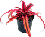 ragnaroc Live Plants – Cryptanthus ‘Rubin‘, 4-8" in 4" Pot - 1ct - Live Arrival Guaranteed - House Plants for Home Decor & Gift