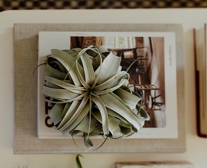ragnaroc Air Plants - Tillandsia Xerographica, Small 2-3” - 2ct - Live Arrival Gauranteed - House Plants for Home Decor & Gift