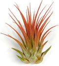 Ionantha Guatemala Tillandsia Air Plant, Guatemala Tillandsia Live Airplant, Healthy Arrival Guaranteed, Great Indoor Plant, Home Decor & Gift (Peach)