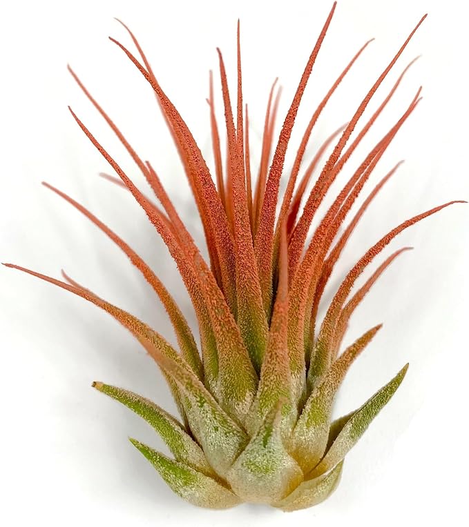 Ionantha Guatemala Tillandsia Air Plant, Guatemala Tillandsia Live Airplant, Healthy Arrival Guaranteed, Great Indoor Plant, Home Decor & Gift (Peach)