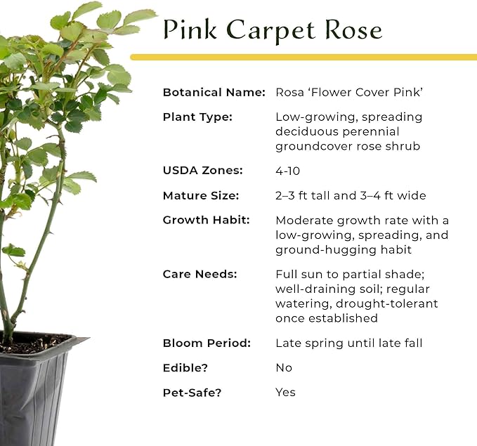 2 Pink Carpet Rose in 3.5” Nursery Cubes (Rosa ‘Flower Cover Pink’) | Low-Growing Groundcover Rose Shrub for Borders, Containers, and Mass Plantings | Ready-to-Plant Live Starter Plants