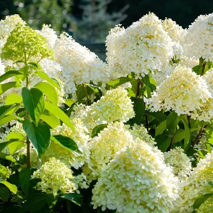 Hydrangea Live Plant, 6-12 Inch Tall, Hardy Flowering Shrub in 2.5" Pot, Outdoor Garden Hydrangea Bush (Lime Hydrangea)