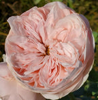 Claire Rose Bush, Rare Plants, Rose Bushes Ready to Plant, 2 Quart Pot, Live Plants Outdoor, Plant Gifts, Roses, Rare Plants, Perennial Plants, Outdoor Plants Live