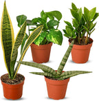 Easy Care Live Plants for Indoor | Different Houseplants in Multiple Sizes | Real House Plant for Living Room, Office, Desk & Bathroom