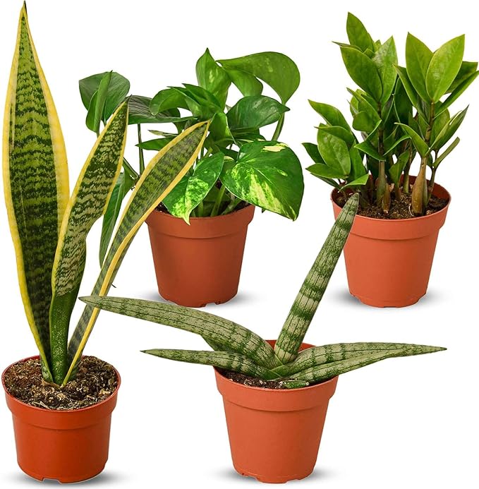 Easy Care Live Plants for Indoor | Different Houseplants in Multiple Sizes | Real House Plant for Living Room, Office, Desk & Bathroom