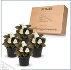 Live Begonia - Dark Leaf Cocktail White (4 Per Pack), Beautiful Shade Annual, Ships 8" Tall by 4" Wide in 1 Pt Pot