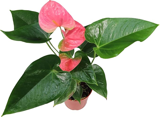 Pink Anthurium - 4" from California Tropicals