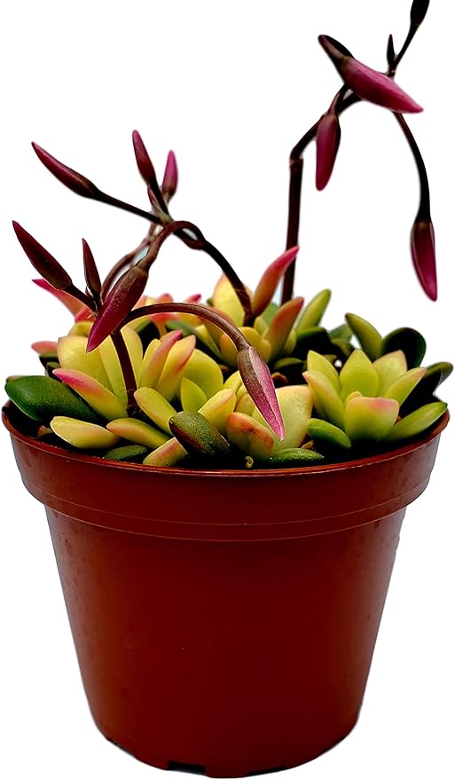 Fat Plants San Diego Succulent Plant(s) Fully Rooted in 4 inch Planter Pots with Soil - Real Live Potted Succulents/Unique Indoor Cactus Decor (1, Anacampseros telephiastrum variegata)