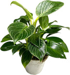 Philodendron Live Plant, Air Purifying, Easy Care, Easy to Grow, Rare Variety, Live Indoor Plant, 4 inch Pot (Philodendron Birkin)
