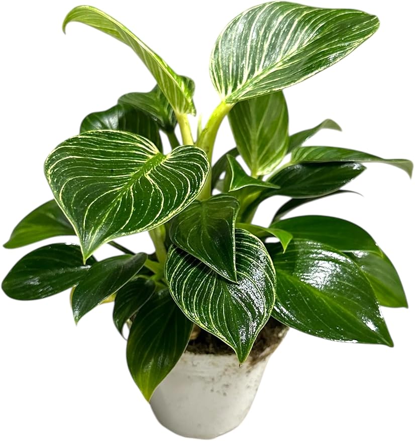 Philodendron Live Plant, Air Purifying, Easy Care, Easy to Grow, Rare Variety, Live Indoor Plant, 4 inch Pot (Philodendron Birkin)
