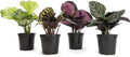 Live Calathea Houseplant (4 Pack), Pet Safe Plants for Cats & Dogs, Makoyana, Rattlesnake, Roseopicta, Air Purifying Indoor Plant Mix, Freddie, Orbifolia, Prayer Plants, Real Calatheas, 4.25 in. Pots