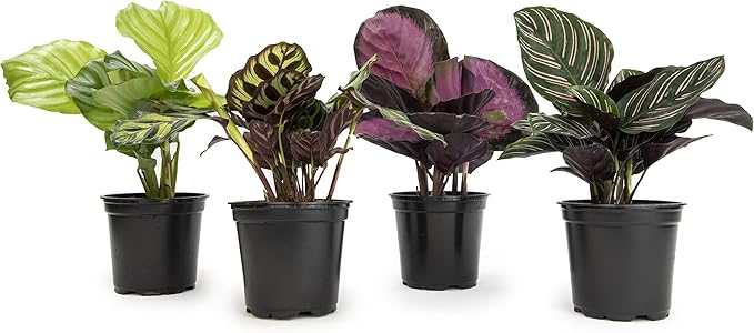 Live Calathea Houseplant (4 Pack), Pet Safe Plants for Cats & Dogs, Makoyana, Rattlesnake, Roseopicta, Air Purifying Indoor Plant Mix, Freddie, Orbifolia, Prayer Plants, Real Calatheas, 4.25 in. Pots