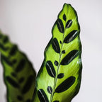 Green Circle Growers 5" Calathea in Black and White Pot with Mom Pick, Live Indoor Plants, House Plant