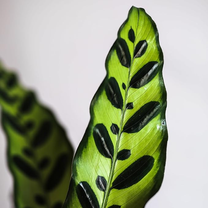 Green Circle Growers 5" Calathea in Black and White Pot with Mom Pick, Live Indoor Plants, House Plant