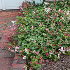 Brighter Blooms - Snow-N-Summer Asiatic Jasmine Shrub, 1 Gallon - Live Plant - No Shipping to AK, AZ, HI