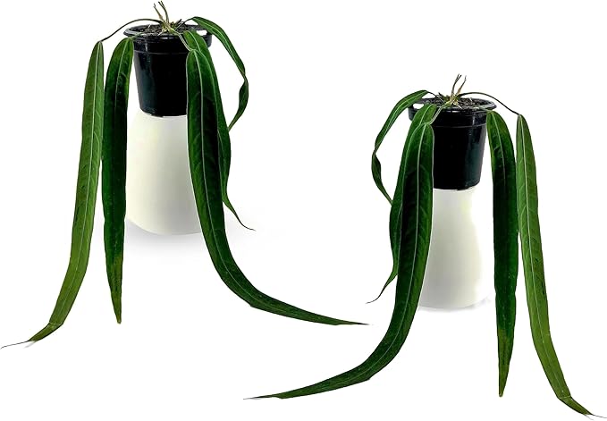 LEAL PLANTS ECUADOR Anthurium Pallidiflorum (Pack of 2)| Green Live Plant for Indoor |Rare & Exotic Indoor Plants for Living Room | Unique Gift for Plant Lovers