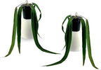 LEAL PLANTS ECUADOR Anthurium Pallidiflorum (Pack of 2)| Green Live Plant for Indoor |Rare & Exotic Indoor Plants for Living Room | Unique Gift for Plant Lovers