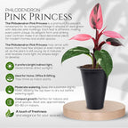 Philodendron Pink Princess (4 Pack) Live Starter Plug Plants, Variegated Indoor Houseplants, Easy Care Tropical Plants Live, Pink Foliage Houseplants