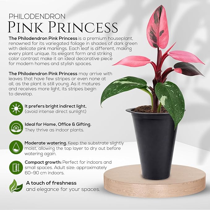 Philodendron Pink Princess (4 Pack) Live Starter Plug Plants, Variegated Indoor Houseplants, Easy Care Tropical Plants Live, Pink Foliage Houseplants