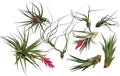 ragnaroc Air Plants - Loki Gift Box - 9ct - Live Arrival Guaranteed - House Plants for Home Decor & Gift