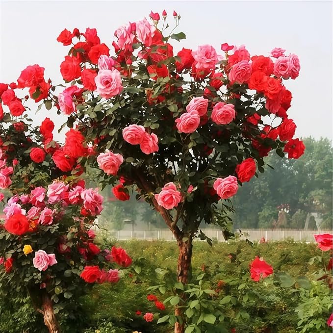 285PCS Mixed Tree Rose Seeds – Multi-Color Rose Tree Flowers for Planting – Hardy, Long-Blooming Ornamental Seeds for Home Gardens, Pots & Outdoor Decor