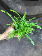 PLANTVERS Live Fern Plant in a 4" Nursey Pot | Low Maintenance Indoor Houseplant | Tropical Air Purifying Green Foliage for Home & Office Decor | Easy-Care Indoor Plant (Lemon Button Fern)