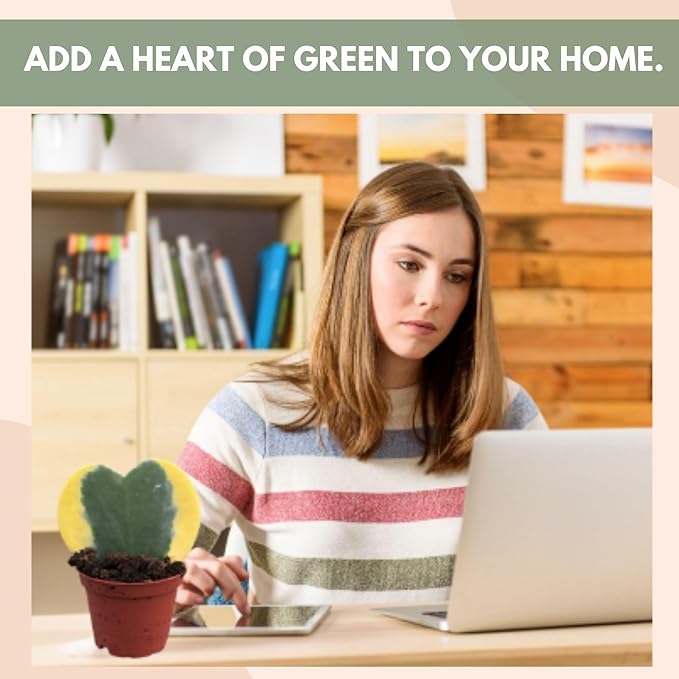 Hoya Heart Variegated Kerri Live Plant in 2-Inch Pot - Rare Heart Succulent, Easy to Care Air-Purifying Houseplant for Home, Office, Wedding Décor, and Birthday Gifts (Heat Pack Included)