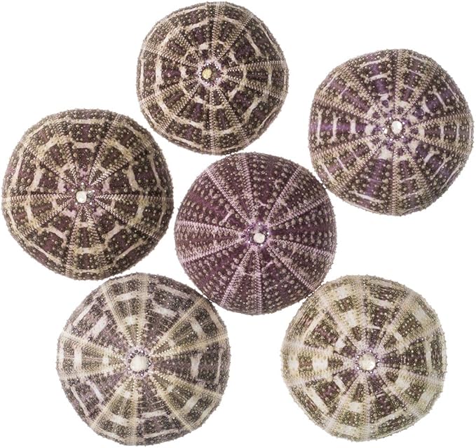 Alfonso Sea Urchins Shells for Air Plants - 6 Alphonse (2-3") Sea Urchin Shells - Hanging Air Plant Holder - Air Plants Live Holders - Air Plant Pot - No Plants Included