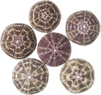 Alfonso Sea Urchins Shells for Air Plants - 6 Alphonse (2-3") Sea Urchin Shells - Hanging Air Plant Holder - Air Plants Live Holders - Air Plant Pot - No Plants Included