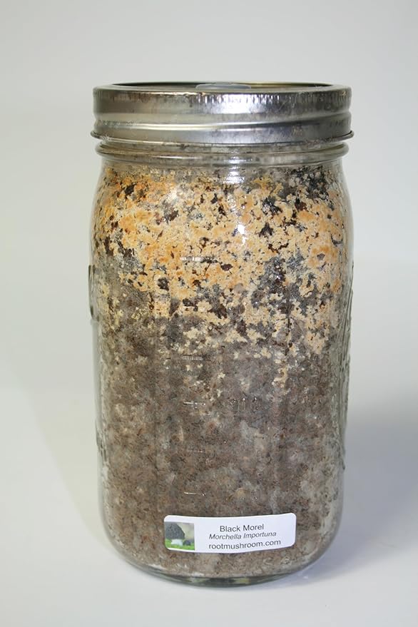 Root Mushroom Farm-Mushroom Liquid Cultures/Black Morel(Morchella importuna)